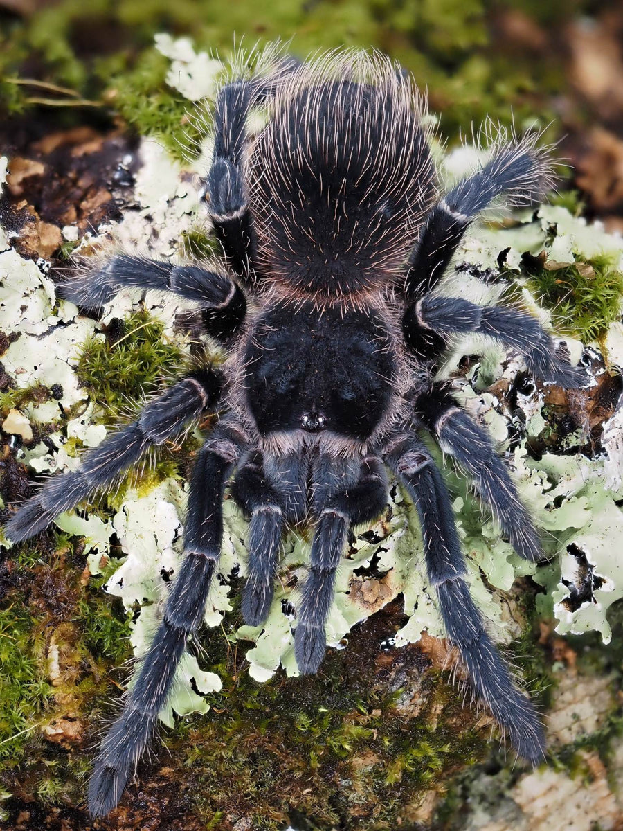 Lasiodora parahybana ArachnoWorld