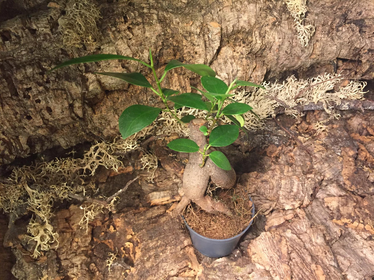 Ficus microcarpa 'Ginseng' Mini-Baum – Arachno-World