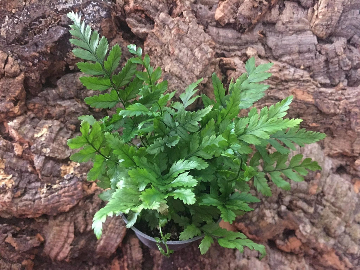 Athyrium spicatum – Arachno-World