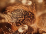 0.1 Acanthoscurria geniculata