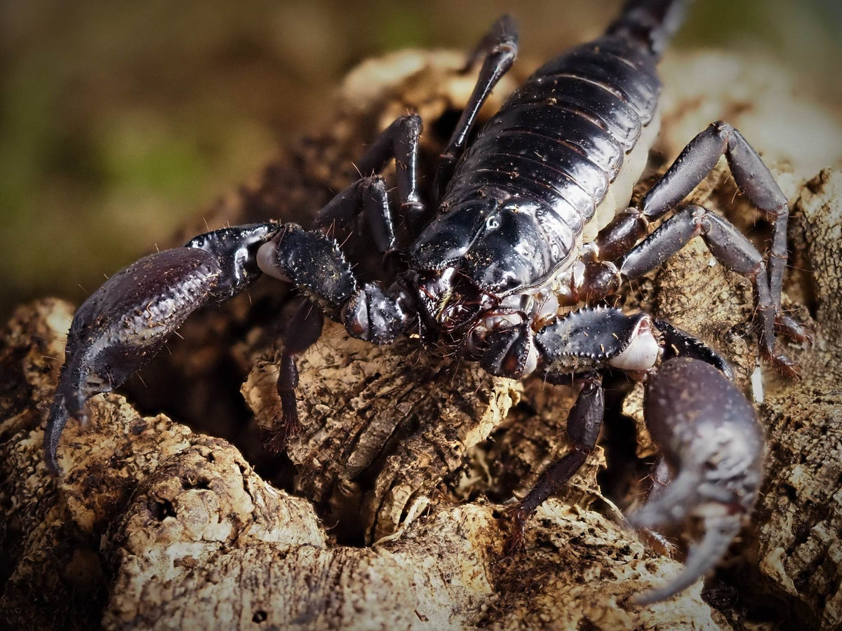 Heterometrus silenus ArachnoWorld