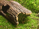 Kunstkork Rindenstück Höhle L