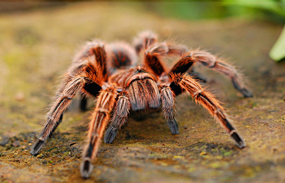 Meine erste Vogelspinne