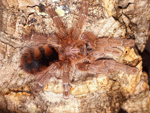 Avicularia minatrix