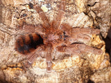 Avicularia minatrix