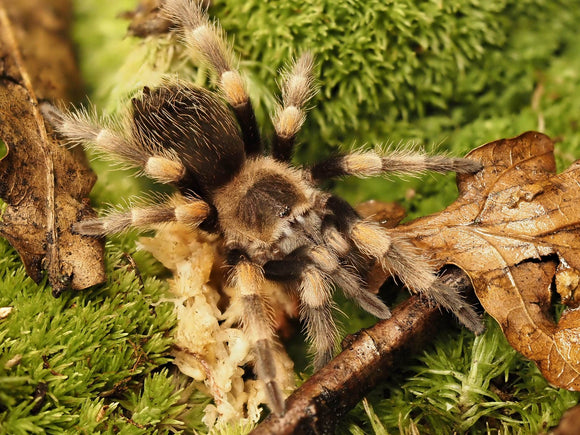 1.0 Brachypelma hamorii