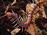 Scolopendra gigantea "white legs"