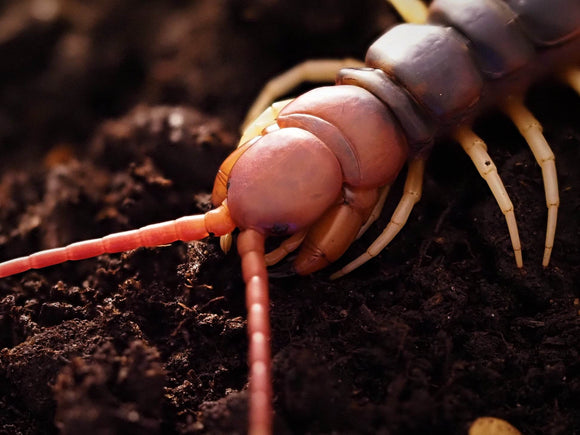 Scolopendra gigantea 