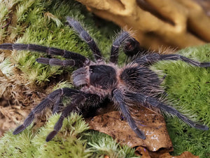 0.1 Lasiodora striatipes