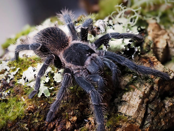 1.0 Lasiodora parahybana