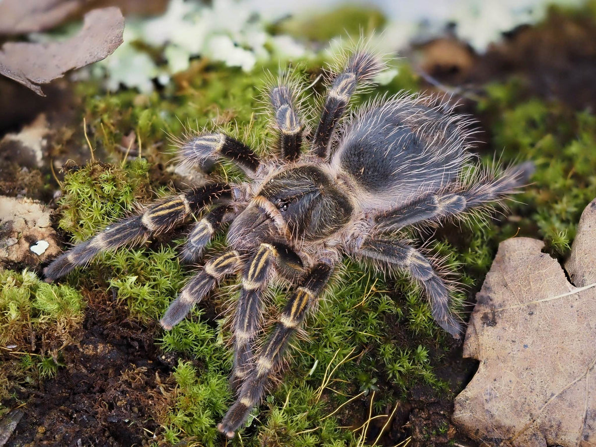 Grammostola pulchripes ArachnoWorld