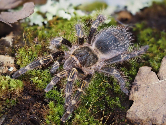 Grammostola pulchripes