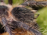 0.1 Lasiodora striatipes