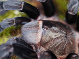 1.0 Tliltocatl vagans