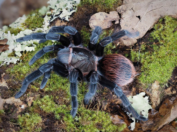1.0 Tliltocatl vagans