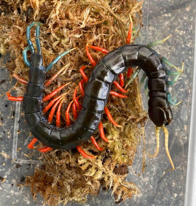 Scolopendra Malaysian jewel