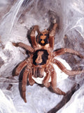 Hapalopus sp. Kolumbien groß