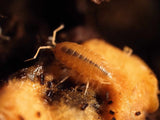 Porcellionides pruinosus ''Kubanische Asseln'' orange