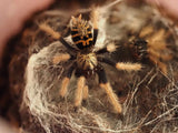 Chromatopelma cyaneopubescens