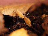 Porcellionides pruinosus ''Kubanische Asseln'' orange