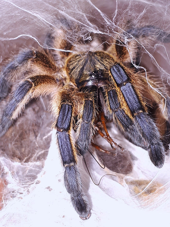 1.0 Harpactira pulchripes