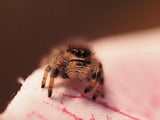 Phidippus regius "Everglades" (Springspinne)