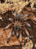 Aphonopelma moderatum