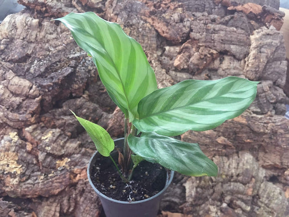 Calathea Makoyana