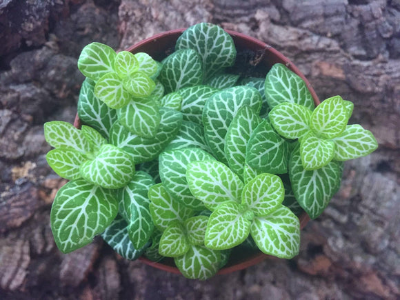 Fittonia - gelb-grün (limited)
