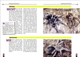 Art für Art - Die Rote Chile-Vogelspinne