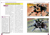 Art für Art - Die Rotknievogelspinne