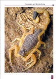 Art für Art - Der Fünfstreifen-Skorpion