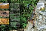 Entdecke Skorpione & Co / Kinderbuch