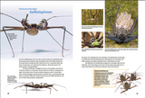 Entdecke Skorpione & Co / Kinderbuch