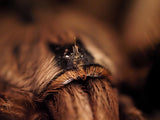 Ceratogyrus darlingi