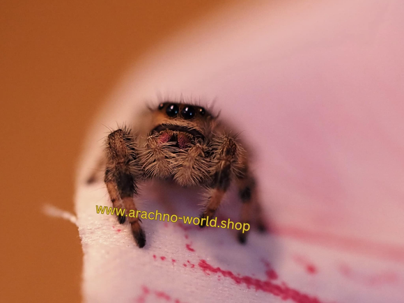 Phidippus regius 