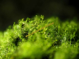 Antrophyum cf. plantagineum