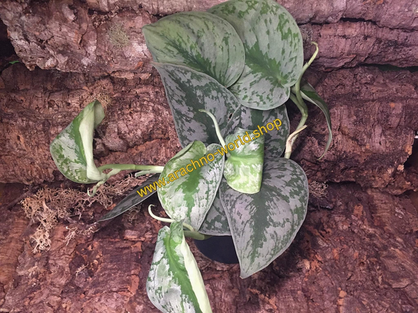 Scindapsus pictus trebie Efeutute – Arachno-World