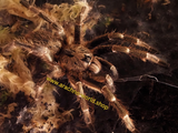 Ceratogyrus darlingi