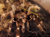 Ceratogyrus darlingi