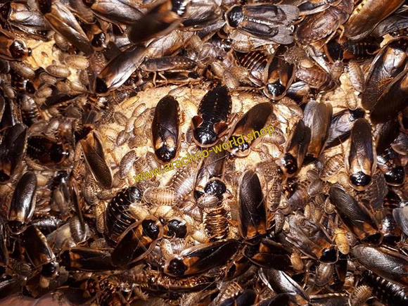 Argentinische Waldschaben (Blaptica dubia)