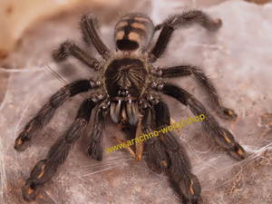 0.1 Psalmopoeus irminia
