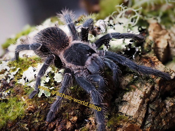 0.1 Lasiodora parahybana