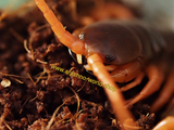Scolopendra dehaani "Orange Legs"