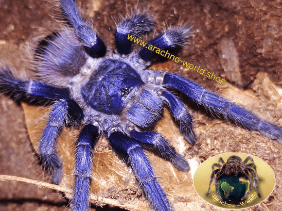 1.0 Lasiocyano sazimai ex. Pterinopelma sazimai