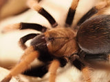 0.1 Aphonopelma bicoloratum