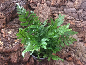 Athyrium spicatum
