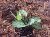 Calathea Lancifolia