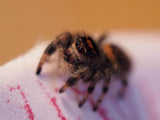 Phidippus regius "Everglades" (Springspinne)