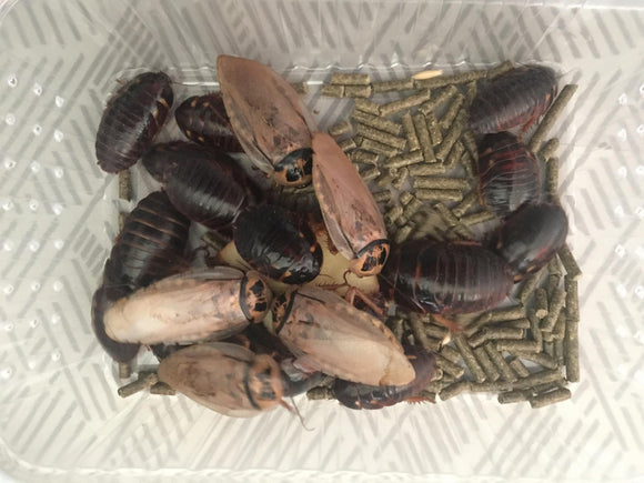 Eublaberus distanti Zuchtansatz (Sechsfleckschabe / Trinidad-Fledermaushöhlenschabe)